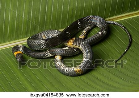 Tschudi's false coral snake (Oxyrhopus melanogenys), Amazon rainforest, Yasuni National Park, Ecuador, South America View Large Photo Image Stock Photography - Tschudi's false coral snake (Oxyrhopus melanogenys), Amazon rainforest, Yasuni National Park, Ecuador, South America. Fotosearch