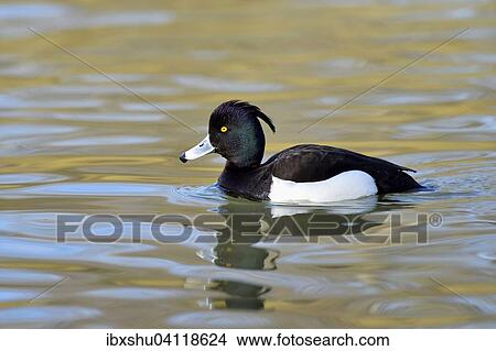 Tufted Duck (Aythya fuligula), drake, Lake Zug, Canton of Zug, Switzerland, Europe View Large Photo Image Picture - Tufted Duck (Aythya fuligula), drake, Lake Zug, Canton of Zug, Switzerland, Europe. Fotosearch