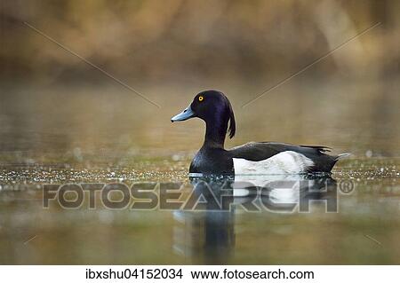 Picture - Tufted Duck (Aythya fuligula), drake, Lake Lucerne, Canton of Lucerne, Switzerland, Europe. Fotosearch