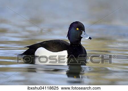 Tufted Duck (Aythya fuligula), drake, Lake Zug, Canton of Zug, Switzerland, Europe View Large Photo Image Stock Photography - Tufted Duck (Aythya fuligula), drake, Lake Zug, Canton of Zug, Switzerland, Europe. Fotosearch
