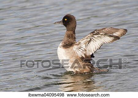 Tufted Duck (Aythya fuligula) flapping its wings in the water, Hesse, Germany, Europe View Large Photo Image Stock Photo - Tufted Duck (Aythya fuligula) flapping its wings in the water, Hesse, Germany, Europe. Fotosearch