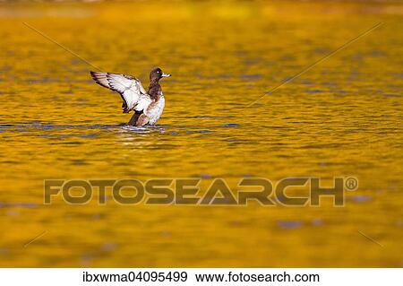 Tufted Duck (Aythya fuligula) flapping its wings in the water, Hesse, Germany, Europe View Large Photo Image Stock Photo - Tufted Duck (Aythya fuligula) flapping its wings in the water, Hesse, Germany, Europe. Fotosearch