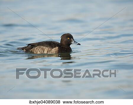 Stock Photo - Tufted Duck (Aythya fuligula), Lake Constance, Baden-Wurttemberg, Germany, Europe. Fotosearch