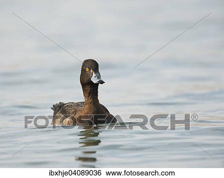 Tufted Duck (Aythya fuligula), Lake Constance, Baden-Wurttemberg, Germany, Europe View Large Photo Image Stock Photograph - Tufted Duck (Aythya fuligula), Lake Constance, Baden-Wurttemberg, Germany, Europe. Fotosearch