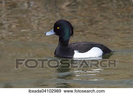 Stock Photo - Tufted Duck (Aythya fuligula), male, swimming, Lauwersmeer National Park, Holland, The Netherlands, Europe. Fotosearch