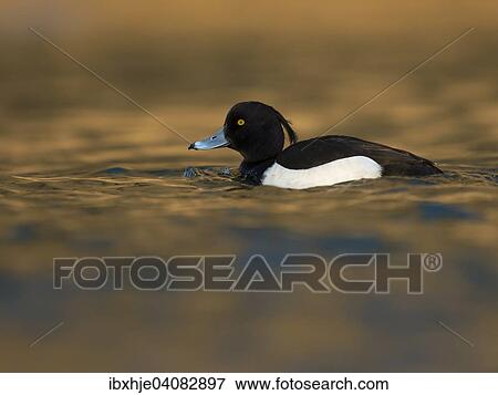 Tufted Duck (Aythya fuligula), Moselle, Luxembourg, Europe View Large Photo Image Stock Photo - Tufted Duck (Aythya fuligula), Moselle, Luxembourg, Europe. Fotosearch