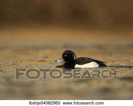 Tufted Duck (Aythya fuligula), Moselle, Luxembourg, Europe View Large Photo Image Stock Photography - Tufted Duck (Aythya fuligula), Moselle, Luxembourg, Europe. Fotosearch