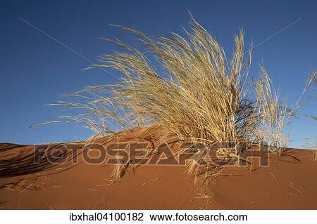 Tufts of grass on the Elim Dune, at Sesriem Camp, Namib Desert, Namib Naukluft Park, Namibia, Africa View Large Photo Image Stock Image - Tufts of grass on the Elim Dune, at Sesriem Camp, Namib Desert, Namib Naukluft Park, Namibia, Africa. Fotosearch
