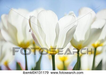 Tulip chalices, Tulips (Tulipa), Baden-Wurttemberg, Germany, Europe View Large Photo Image Stock Photo - Tulip chalices, Tulips (Tulipa), Baden-Wurttemberg, Germany, Europe. Fotosearch