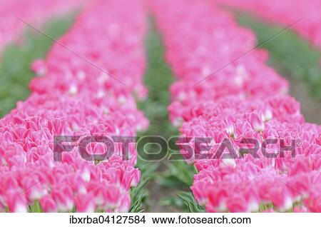Tulip cultivation, tulip field with white and pink tulips (Tulipa), North Rhine-Westphalia, Germany, Europe View Large Photo Image Picture - Tulip cultivation, tulip field with white and pink tulips (Tulipa), North Rhine-Westphalia, Germany, Europe. Fotosearch