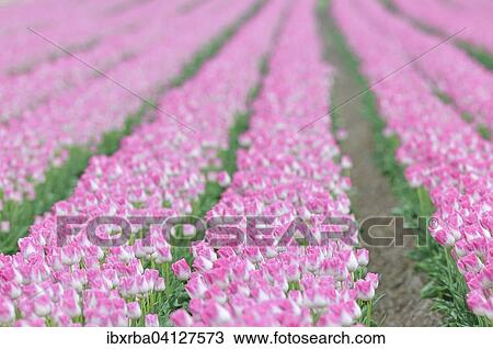 Tulip cultivation, tulip field with white and pink tulips (Tulipa), North Rhine-Westphalia, Germany, Europe View Large Photo Image Stock Image - Tulip cultivation, tulip field with white and pink tulips (Tulipa), North Rhine-Westphalia, Germany, Europe. Fotosearch