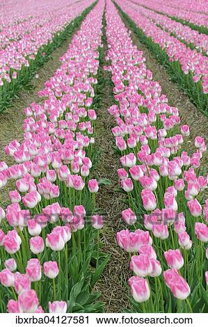 Tulip cultivation, tulip field with white and pink tulips (Tulipa), North Rhine-Westphalia, Germany, Europe View Large Photo Image Stock Image - Tulip cultivation, tulip field with white and pink tulips (Tulipa), North Rhine-Westphalia, Germany, Europe. Fotosearch