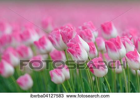 Tulip cultivation, tulip field with white and pink tulips (Tulipa), North Rhine-Westphalia, Germany, Europe View Large Photo Image Stock Image - Tulip cultivation, tulip field with white and pink tulips (Tulipa), North Rhine-Westphalia, Germany, Europe. Fotosearch