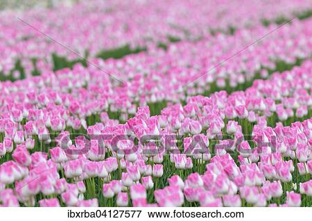 Tulip cultivation, tulip field with white and pink tulips (Tulipa), North Rhine-Westphalia, Germany, Europe View Large Photo Image Stock Photo - Tulip cultivation, tulip field with white and pink tulips (Tulipa), North Rhine-Westphalia, Germany, Europe. Fotosearch