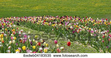 Tulip field, cut-your-own, Upper Bavaria, Bavaria, Germany, Europe View Large Photo Image Stock Photography - Tulip field, cut-your-own, Upper Bavaria, Bavaria, Germany, Europe. Fotosearch
