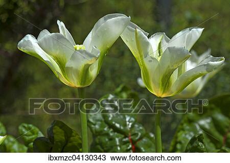 Tulip 'Green Star' (Tulipan), botanical garden, Erlangen, Middle Franconia, Bavaria, Germany, Europe View Large Photo Image Stock Image - Tulip 'Green Star' (Tulipan), botanical garden, Erlangen, Middle Franconia, Bavaria, Germany, Europe. Fotosearch