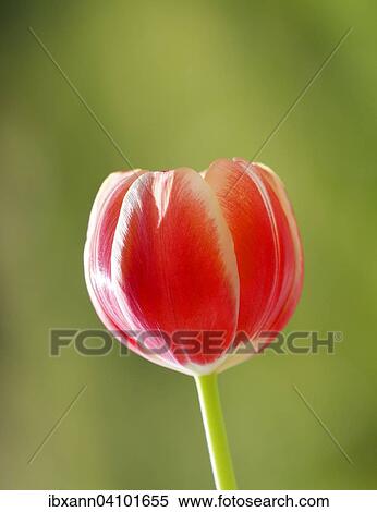 Stock Photography - Tulip (Tulipa). Fotosearch
