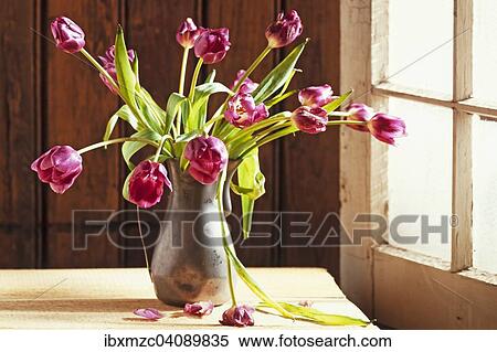 Tulips in a tin vase front of a wooden wall by the window View Large Photo Image Stock Photography - Tulips in a tin vase front of a wooden wall by the window. Fotosearch