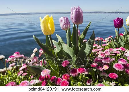 Tulips (Tulipa) and Daisies (Bellis perennis) on Lake Constance, Meersburg, Baden-Wurttemberg, Germany, Europe View Large Photo Image Stock Image - Tulips (Tulipa) and Daisies (Bellis perennis) on Lake Constance, Meersburg, Baden-Wurttemberg, Germany, Europe. Fotosearch