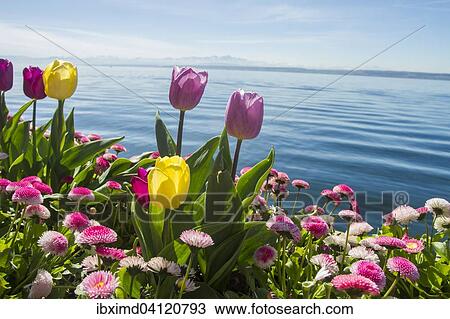 Tulips (Tulipa) and Daisies (Bellis perennis) on Lake Constance, Meersburg, Baden-Wurttemberg, Germany, Europe View Large Photo Image Stock Image - Tulips (Tulipa) and Daisies (Bellis perennis) on Lake Constance, Meersburg, Baden-Wurttemberg, Germany, Europe. Fotosearch