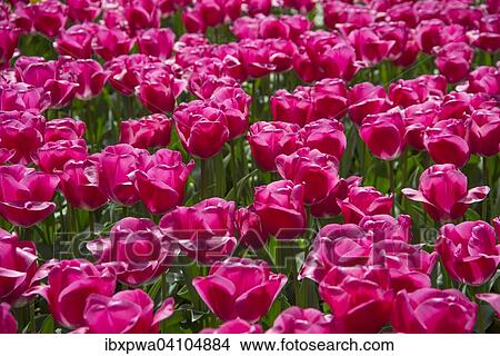 Tulips (Tulipa) View Large Photo Image Picture - Tulips (Tulipa). Fotosearch