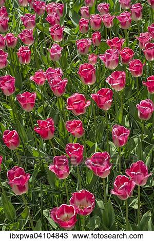 Tulips (Tulipa) View Large Photo Image Stock Image - Tulips (Tulipa). Fotosearch