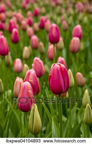Tulips (Tulipa) View Large Photo Image Stock Image - Tulips (Tulipa). Fotosearch