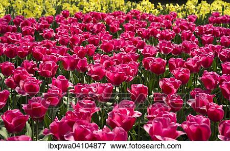 Tulips (Tulipa) View Large Photo Image Stock Photo - Tulips (Tulipa). Fotosearch