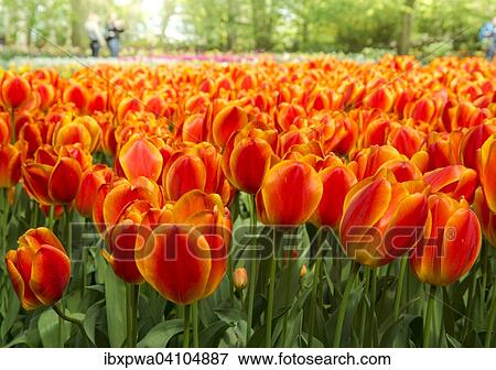 Tulips (Tulipa) View Large Photo Image Stock Photo - Tulips (Tulipa). Fotosearch