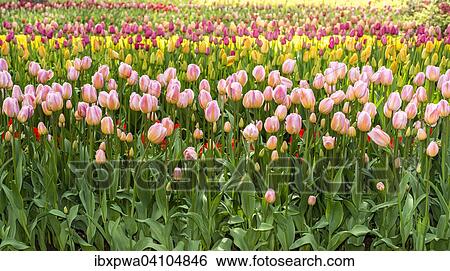 Stock Photograph - Tulips (Tulipa). Fotosearch