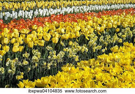 Tulips (Tulipa) View Large Photo Image Stock Photography - Tulips (Tulipa). Fotosearch