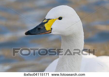 Tundra swan (Cygnus bewickii), captive, Saxony, Germany, Europe View Large Photo Image Stock Image - Tundra swan (Cygnus bewickii), captive, Saxony, Germany, Europe. Fotosearch