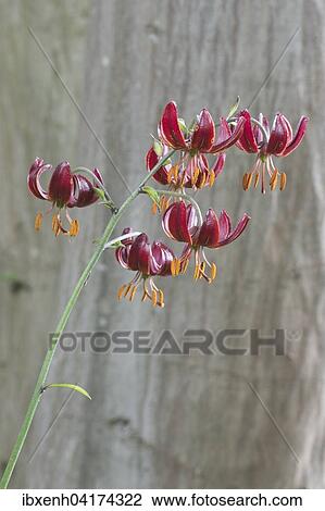Turk's Cap Lily (Lilium martagon), Emsland, Lower Saxony, Germany, Europe View Large Photo Image Stock Image - Turk's Cap Lily (Lilium martagon), Emsland, Lower Saxony, Germany, Europe. Fotosearch