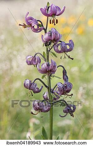 Turk's Cap Lily (Lilium martagon), Vosges, Alsace-Lorraine, France, Europe View Large Photo Image Stock Image - Turk's Cap Lily (Lilium martagon), Vosges, Alsace-Lorraine, France, Europe. Fotosearch