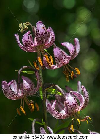 Stock Image - Turk's Cap Lily (Lilium martagon), Valle de Estos, Benasque, Aragon, Spain, Europe. Fotosearch