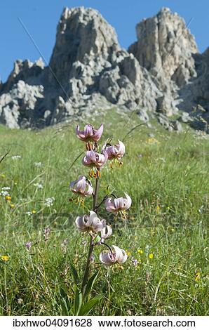 Stock Photo - Turk's cap lily (Lilium martagon), flowering, mountain meadow in front of rocks, Dolomites, Province of South Tyrol, Italy, Europe. Fotosearch