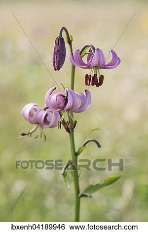Turk's Cap Lily (Lilium martagon), Vosges, Alsace-Lorraine, France, Europe View Large Photo Image Stock Photograph - Turk's Cap Lily (Lilium martagon), Vosges, Alsace-Lorraine, France, Europe. Fotosearch