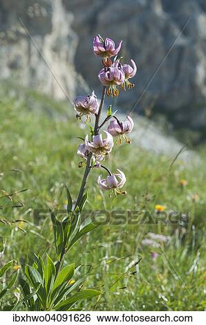 Stock Photograph - Turk's cap lily (Lilium martagon), flowering, mountain meadow, Dolomites, Province of South Tyrol, Italy, Europe. Fotosearch