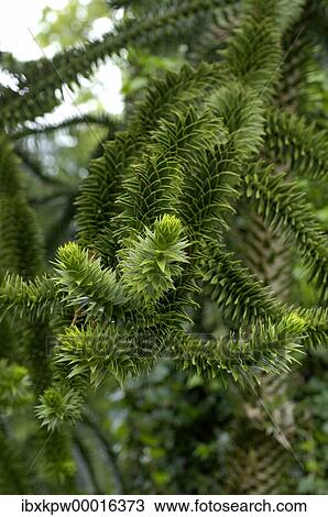Stock Image - Twigs of an Araucaria Araucaria araucana. Fotosearch