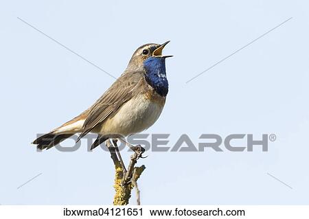 Twittering Bluethroat (Luscinia svecica) on branch, Texel, The Netherlands, Europe View Large Photo Image Stock Image - Twittering Bluethroat (Luscinia svecica) on branch, Texel, The Netherlands, Europe. Fotosearch