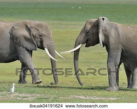 Two African bush elephants (Loxodonta africana) in a swamp, Amboseli National Park, Kenya, Africa View Large Photo Image Picture - Two African bush elephants (Loxodonta africana) in a swamp, Amboseli National Park, Kenya, Africa. Fotosearch
