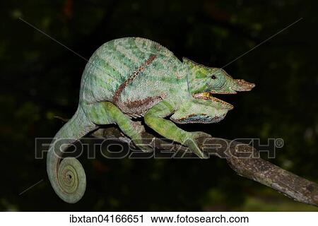 Stock Image - Two-banded Chameleo (Furcifer balteatus), rainforests of Ranomafana National Park, south-east of Madagascar. Fotosearch