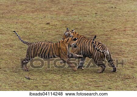 Two Bengal Tigers (Panthera tigris tigris), subadult cubs play-fighting in a dry lake bed, Ranthambhore National Park, Rajasthan, India, Asia View Large Photo Image Stock Photo - Two Bengal Tigers (Panthera tigris tigris), subadult cubs play-fighting in a dry lake bed, Ranthambhore National Park, Rajasthan, India, Asia. Fotosearch