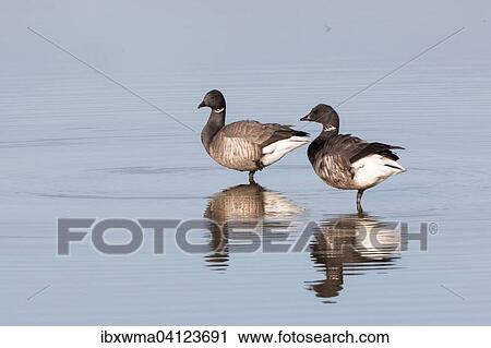 Two Black brants (Branta bernicla) reflected in the water, Texel, The Netherlands, Europe View Large Photo Image Stock Image - Two Black brants (Branta bernicla) reflected in the water, Texel, The Netherlands, Europe. Fotosearch