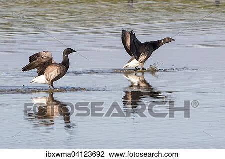 Two Black brants (Branta bernicla) taking flight, Texel, The Netherlands, Europe View Large Photo Image Stock Image - Two Black brants (Branta bernicla) taking flight, Texel, The Netherlands, Europe. Fotosearch
