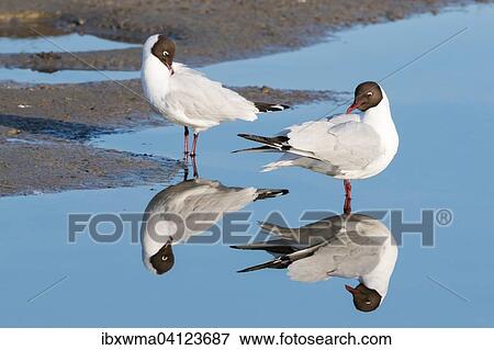 Two Black-headed gulls (Larus ridibundus) reflected in the water, Texel, The Netherlands, Europe View Large Photo Image Stock Photo - Two Black-headed gulls (Larus ridibundus) reflected in the water, Texel, The Netherlands, Europe. Fotosearch