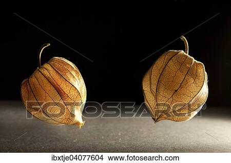 Two Bladder Cherry fruits (Physalis alkekengi), backlit View Large Photo Image Picture - Two Bladder Cherry fruits (Physalis alkekengi), backlit. Fotosearch