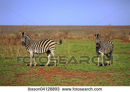 Two Burchell's Zebras (Equus quagga burchelli), Kruger National Park, South Africa, Africa View Large Photo Image Stock Image - Two Burchell's Zebras (Equus quagga burchelli), Kruger National Park, South Africa, Africa. Fotosearch