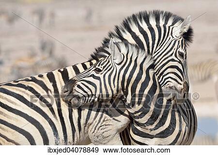 Two Burchell's Zebras (Equus burchelli), fighting, Etosha National Park, Namibia, Africa View Large Photo Image Stock Photo - Two Burchell's Zebras (Equus burchelli), fighting, Etosha National Park, Namibia, Africa. Fotosearch