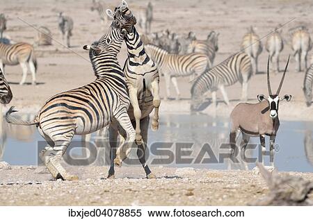 Two Burchell's Zebras (Equus burchelli), fighting, at waterhole, behind a Gemsbok (Oryx gazella), Etosha National Park, Namibia, Africa View Large Photo Image Stock Photography - Two Burchell's Zebras (Equus burchelli), fighting, at waterhole, behind a Gemsbok (Oryx gazella), Etosha National Park, Namibia, Africa. Fotosearch